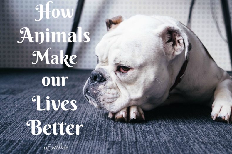 How-Animals-Make-our-Lives-Better